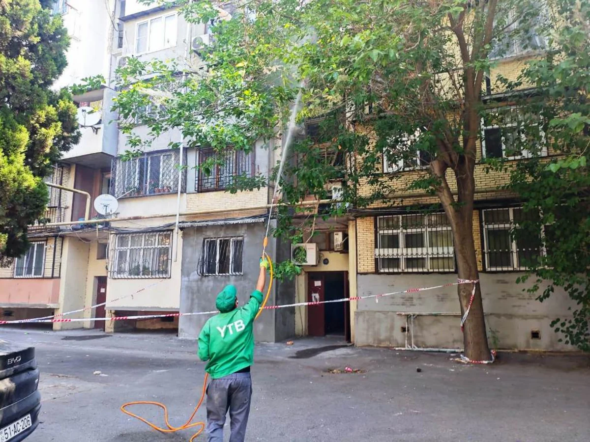 YTB: Bakıda yaşıllıq ərazilərdə Ağ Amerika kəpənəyinə qarşı dərmanlama işləri aparılır