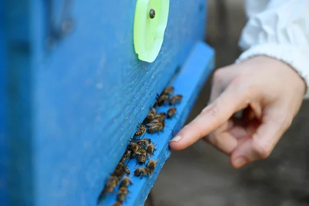 Leyla Aliyeva meets Young Beekeeper project participant in Yevlakh