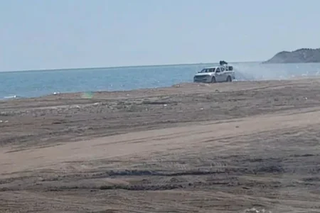 Минсельхоз: Нашествие саранчи на Абшероне связано с климатическими изменениями
