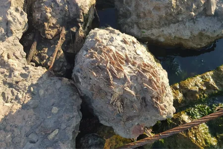 Минсельхоз: Нашествие саранчи на Абшероне связано с климатическими изменениями