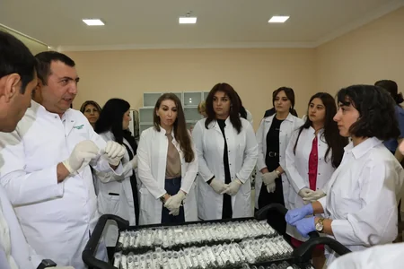 Azərbaycanda ilk dəfə qəhvəyi mərmər bağacığına qarşı bioloji mübarizəyə başlanılıb