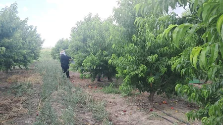 Ağalıda salınan intensiv meyvə bağlarında məhsul yığımına başlanılıb