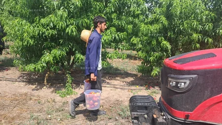 Ağalıda salınan intensiv meyvə bağlarında məhsul yığımına başlanılıb