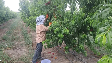 Ağalıda salınan intensiv meyvə bağlarında məhsul yığımına başlanılıb
