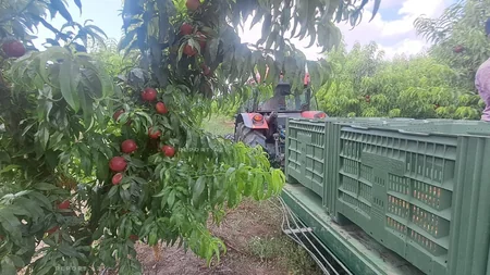 Ağalıda salınan intensiv meyvə bağlarında məhsul yığımına başlanılıb