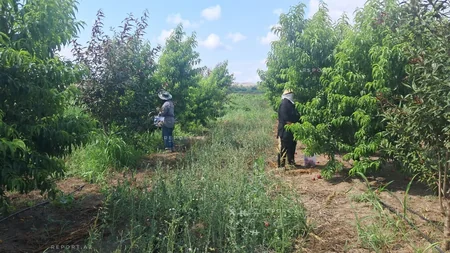 Ağalıda salınan intensiv meyvə bağlarında məhsul yığımına başlanılıb