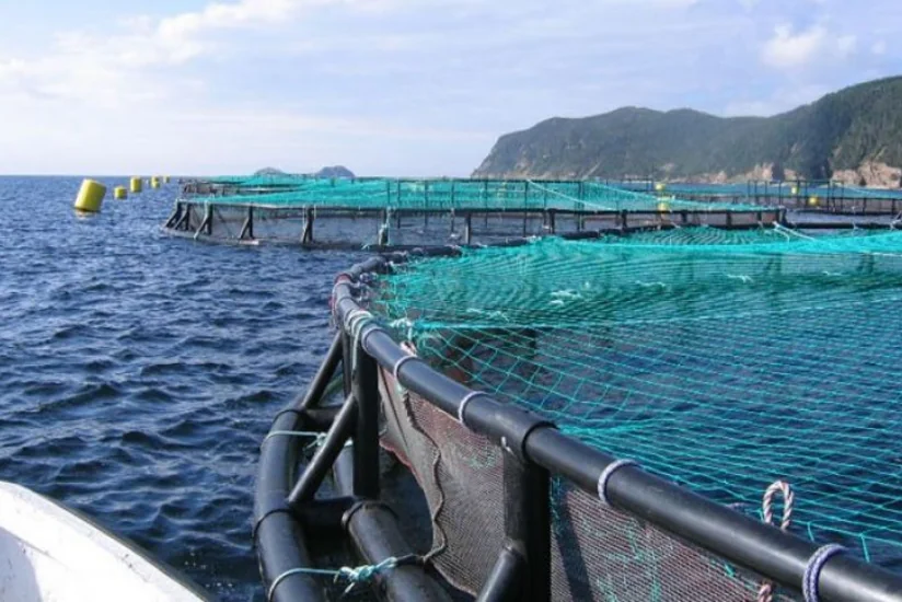 Azərbaycanda göl və nohur balıqçılığı ilə məşğul olan subyektlərin sayı 43 % artıb