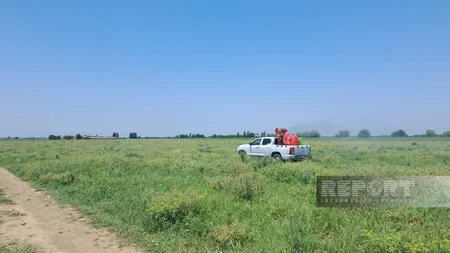 Ağdamda əkin sahələrində Tikanlı quş üzümü zərərli bitkisinə qarşı tədbirlər görülüb