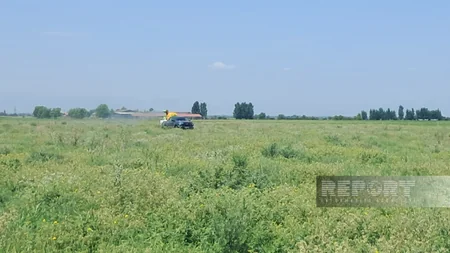 Ağdamda əkin sahələrində Tikanlı quş üzümü zərərli bitkisinə qarşı tədbirlər görülüb