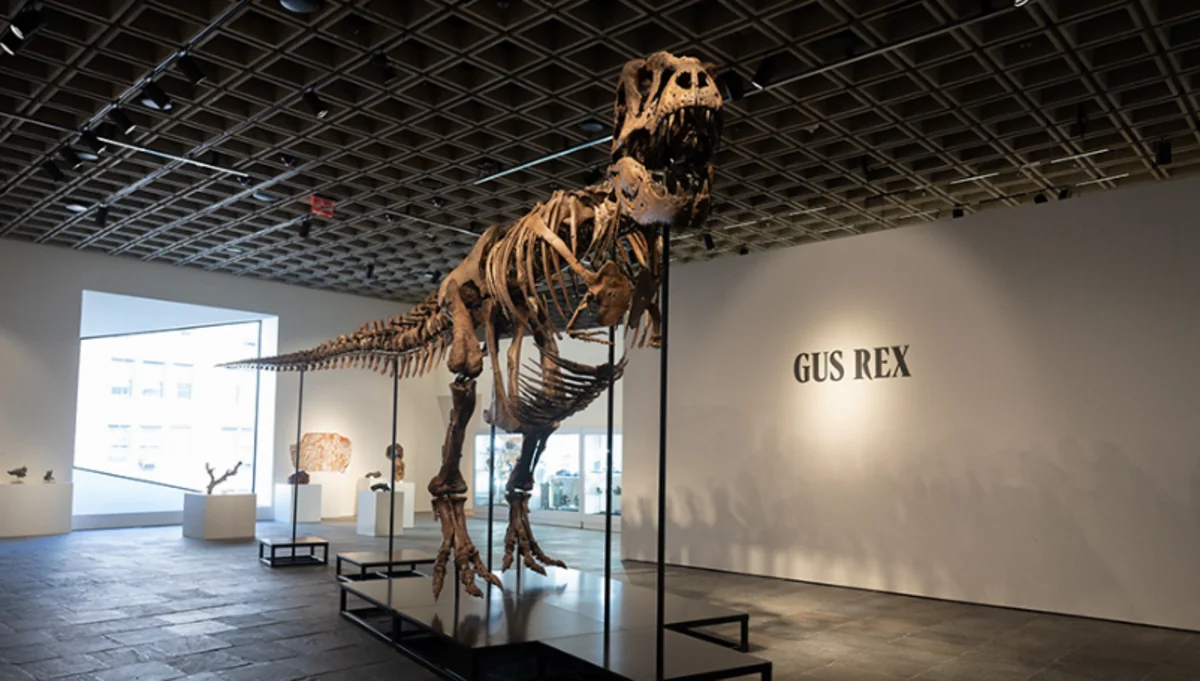 T rex fossil 'Gus' sells for $50.1M at New York auction, setting new record