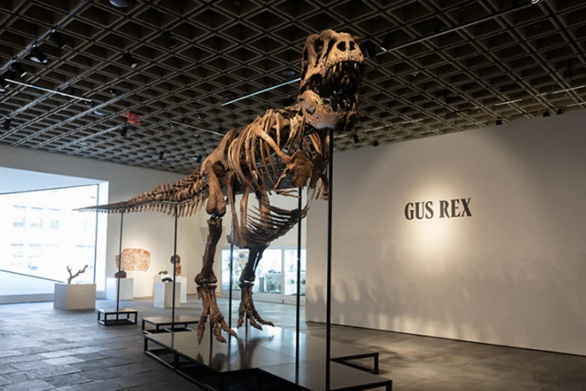 T rex fossil 'Gus' sells for $50.1M at New York auction, setting new record