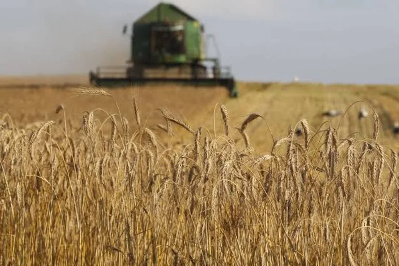 Биржевая цена пшеницы подскочила до максимума с марта 2025 года