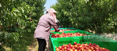 Aqrar Kredit və İnkişaf Agentliyi şimal bölgəsindəki aqrar layihələri mediaya təqdim edib