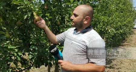 Aqrar Kredit və İnkişaf Agentliyi şimal bölgəsindəki aqrar layihələri mediaya təqdim edib