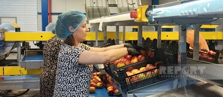 Aqrar Kredit və İnkişaf Agentliyi şimal bölgəsindəki aqrar layihələri mediaya təqdim edib