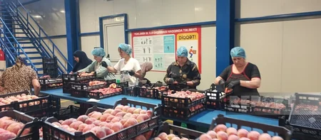 Aqrar Kredit və İnkişaf Agentliyi şimal bölgəsindəki aqrar layihələri mediaya təqdim edib