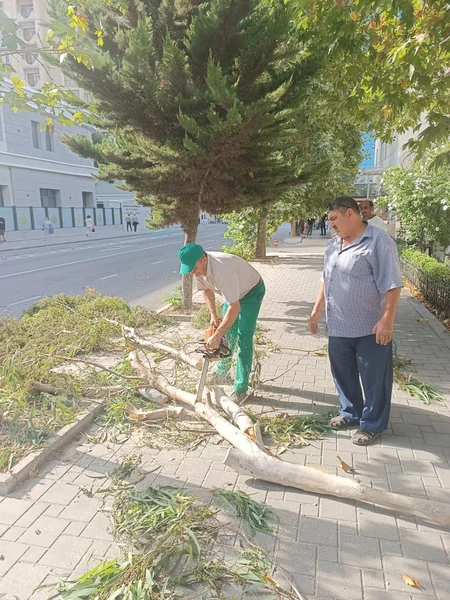 Bakıda güclü külək 7 ağacı aşırıb, 22 budağı sındırıb