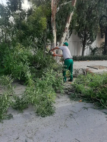 Bakıda güclü külək 7 ağacı aşırıb, 22 budağı sındırıb