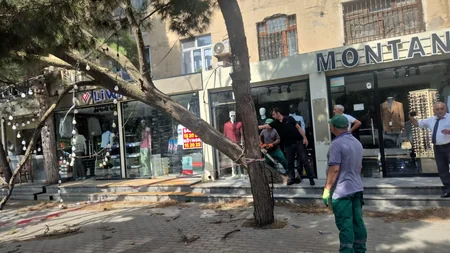 Bakıda güclü külək 7 ağacı aşırıb, 22 budağı sındırıb