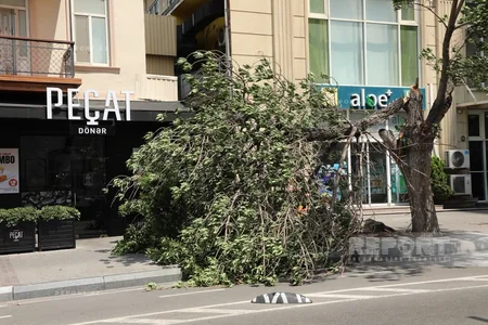 Bakıda güclü külək 7 ağacı aşırıb, 22 budağı sındırıb