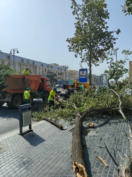 Bakıda güclü külək 7 ağacı aşırıb, 22 budağı sındırıb