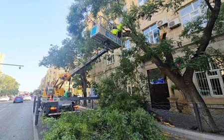 Bakıda dünəndən başlayan güclü külək 48 ağacı aşırıb, 63 budaq sınıb