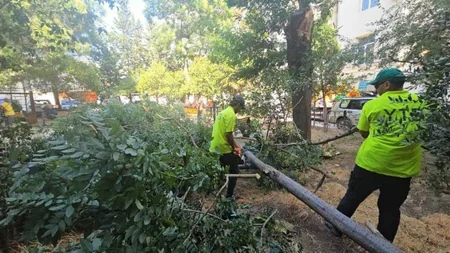 Bakıda dünəndən başlayan güclü külək 48 ağacı aşırıb, 63 budaq sınıb