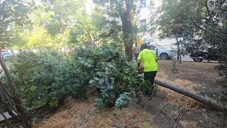 Bakıda dünəndən başlayan güclü külək 48 ağacı aşırıb, 63 budaq sınıb