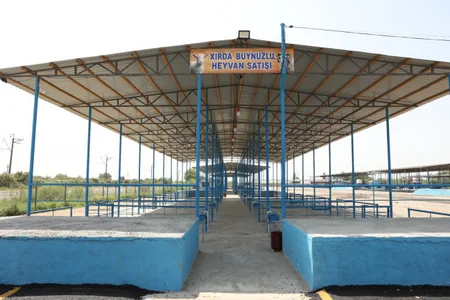 Sabirabad heyvan satışı bazarı fəaliyyətə başlayıb