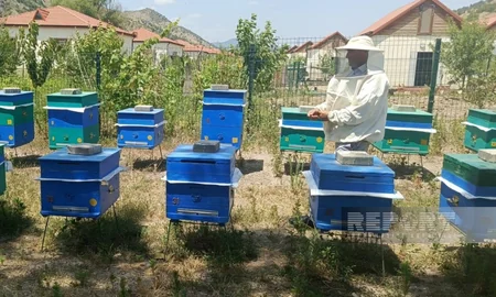 Laçın sakini: Arıçılıq təsərrüfatımı genişləndirməyi planlaşdırıram