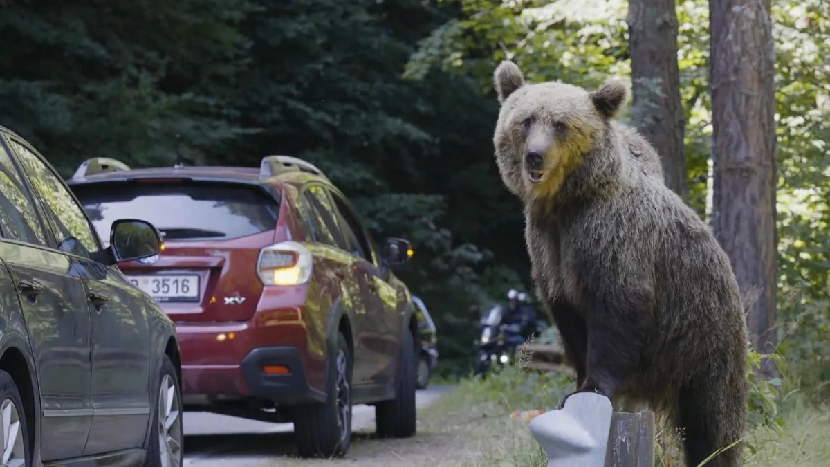 Bear breaks into parked car while searching for food in Romania