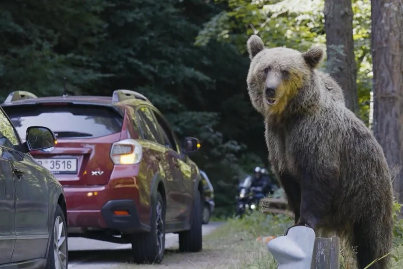 Bear breaks into parked car while searching for food in Romania