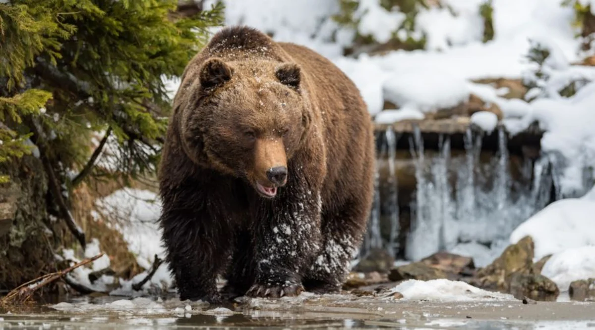 Bear attacks tourist tent in Altai, kills young woman