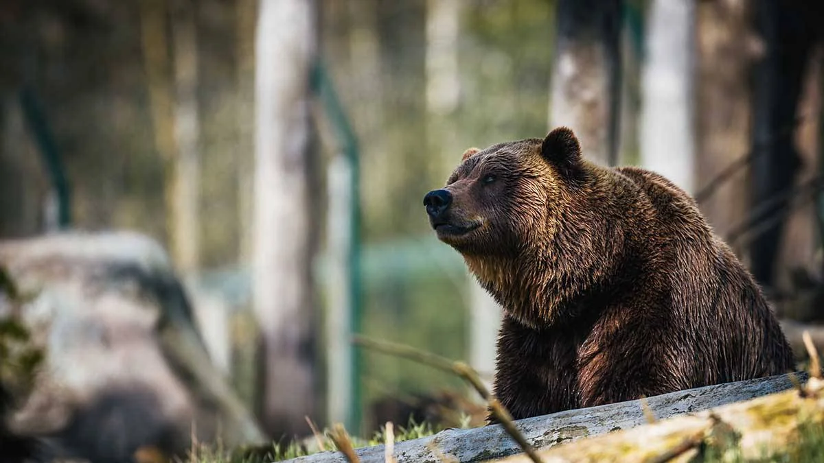 Five bears shot in Altai within 24 hours after tourist killed