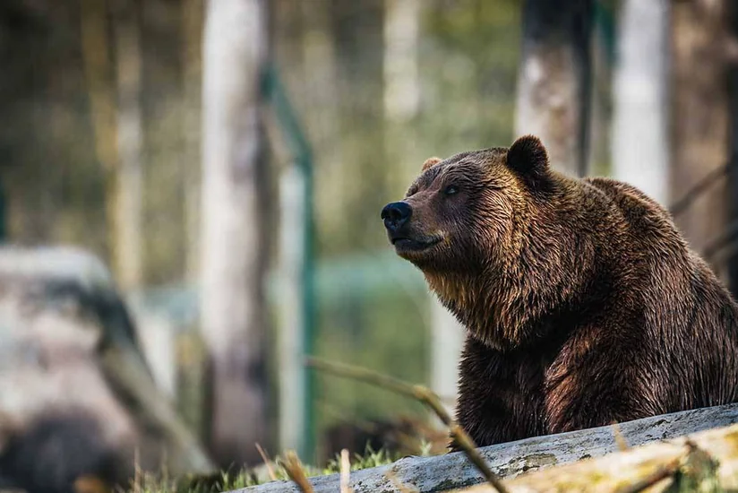 Five bears shot in Altai within 24 hours after tourist killed