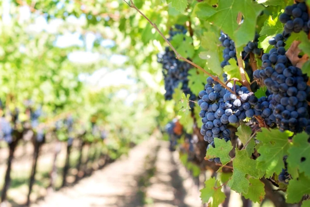 Azerbaijan plans culinary and enotourism experience centers