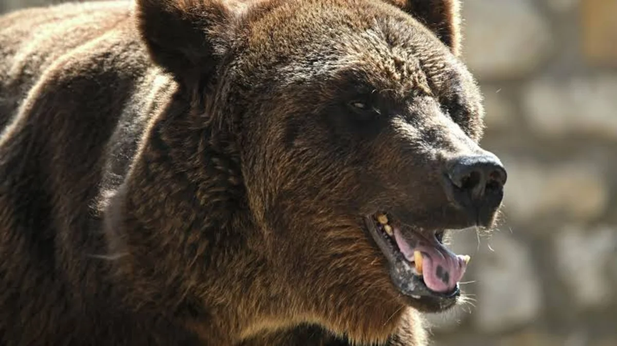 Woman in Alaska uses jiu-jitsu and help from her dog to survive bear attack