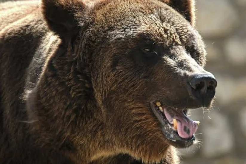 Woman in Alaska uses jiu-jitsu and help from her dog to survive bear attack