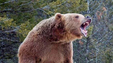 Foreign tourist attacked by bear in Japan