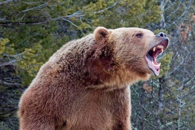 Foreign tourist attacked by bear in Japan