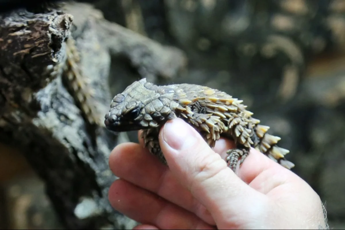 Kaliningrad customs officers find over 100 live lizards on Russian woman traveling to Poland