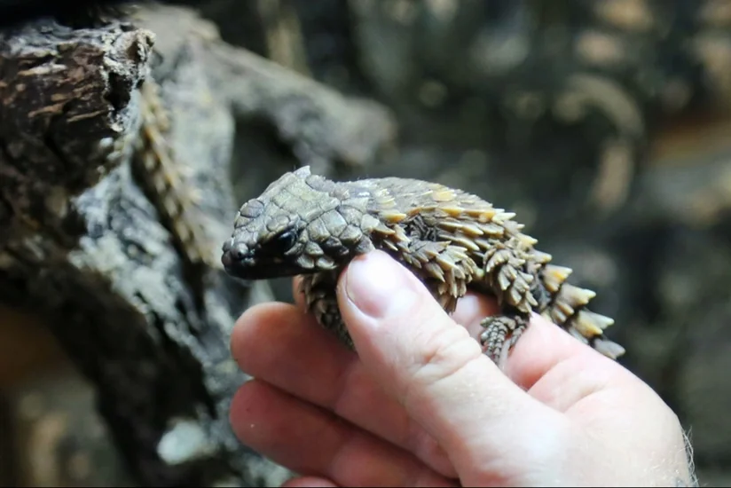 Kaliningrad customs officers find over 100 live lizards on Russian woman traveling to Poland