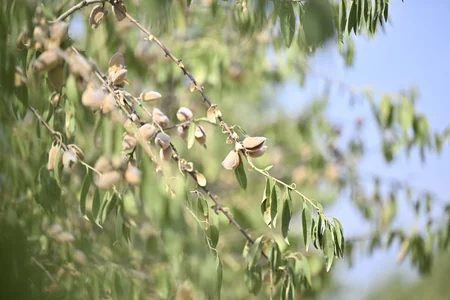 Azərbaycanda badam istehsalına dair vəziyyət açıqlanıb