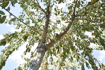 Azərbaycanda badam istehsalına dair vəziyyət açıqlanıb
