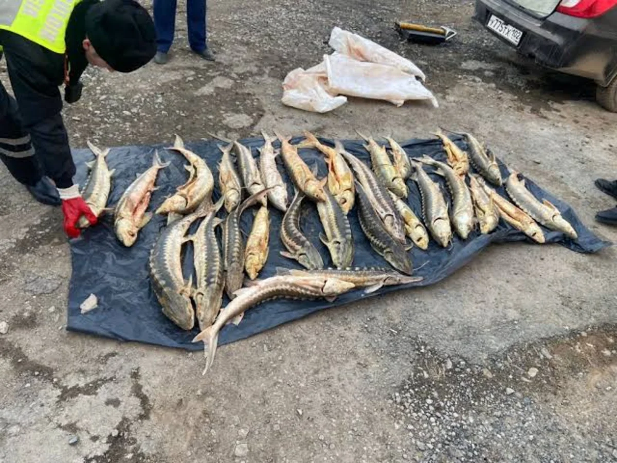 В Атырау полицейские обнаружили в автомобиле 277 кг осетрины