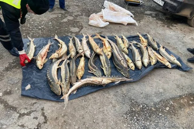 В Атырау полицейские обнаружили в автомобиле 277 кг осетрины