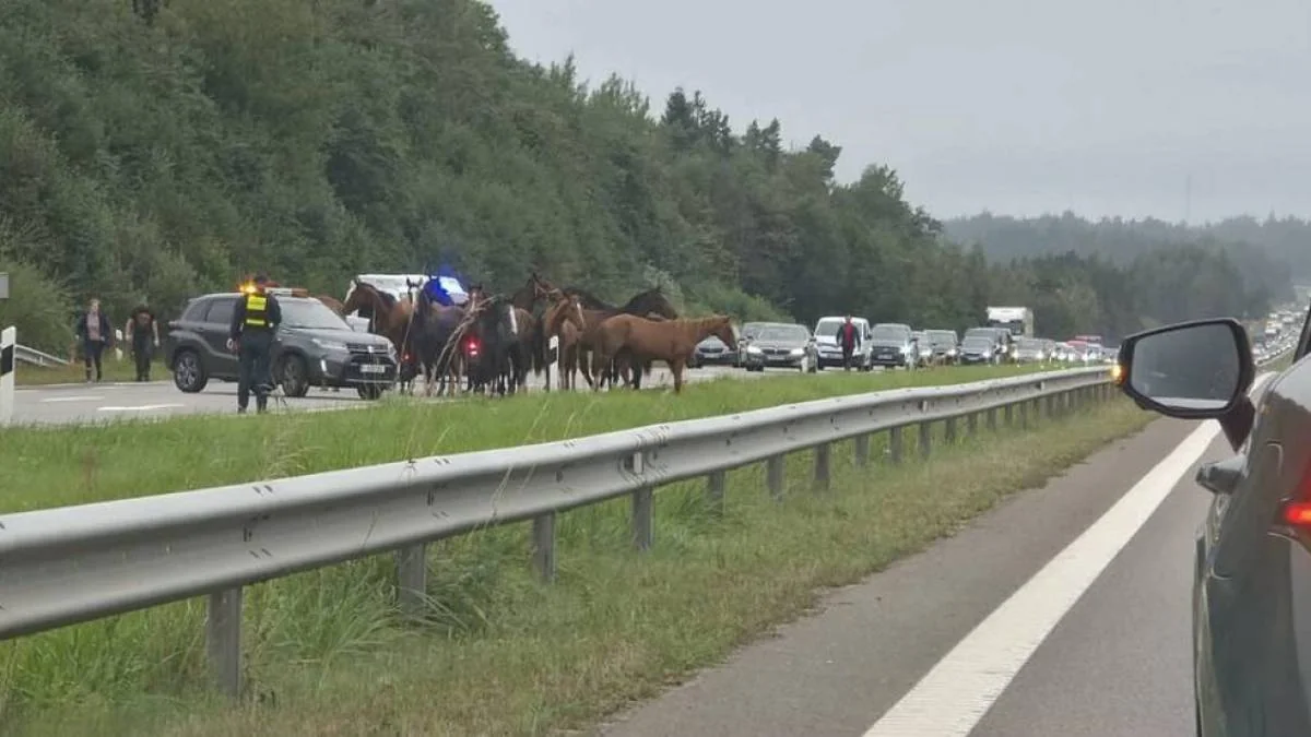 Herd of horses frightens drivers on highway in Lithuania