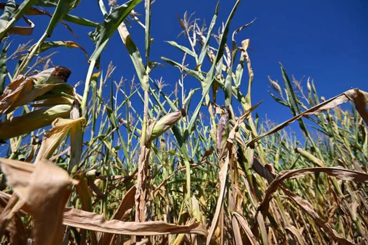 France gives farmers €1B to recover from record heatwaves