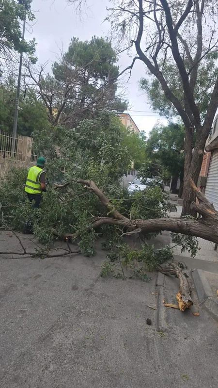 Bakıda külək nəticəsində 15 ağac sınıb