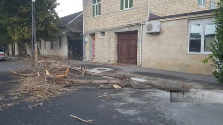 Göyçayda güclü külək ağacları aşırıb, elektrik enerjisinin verilişində fasilələr yaranıb